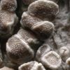 Lecanora carpinea